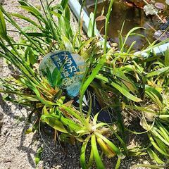 メダカ喜ぶ水草