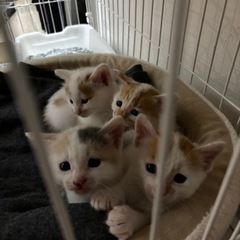 茶白パステル三毛猫
