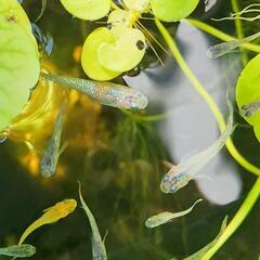 こどもの日　メダカ