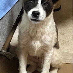 外の世界で頑張ってきた仔犬のマイト君