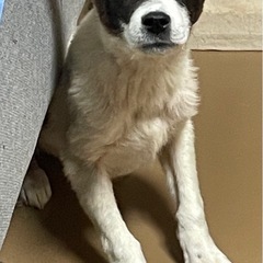 外の世界で頑張ってきた仔犬のマイト君 - 猫