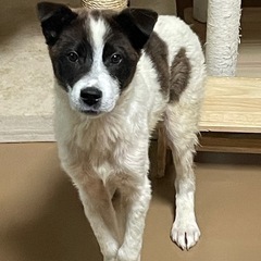 外の世界で頑張ってきた仔犬のマイト君 - 安曇野市