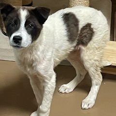 外の世界で頑張ってきた仔犬のマイト君 - 里親募集