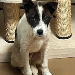 外の世界で頑張ってきた仔犬のマイト君 − 長野県