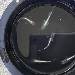 驚安❗️ メダカ　エメキン若魚　雄2雌3
