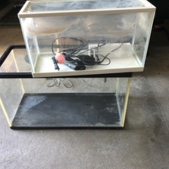 熱帯魚、観賞魚水槽+おまけ