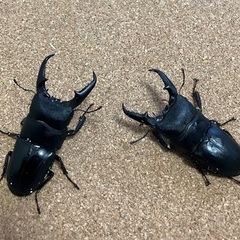 ヒラタクワガタ幼虫GWセール中