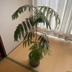 観葉植物の画像