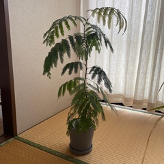 観葉植物の画像