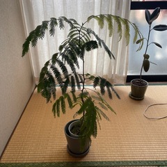観葉植物の画像