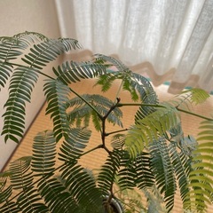 観葉植物の画像