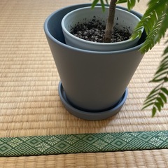 観葉植物の画像