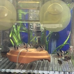 コルレア2匹セット🐟🐟の画像