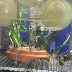 5/5サイズアップしています。コルレア2匹セット🐟🐟