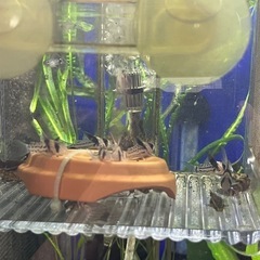 コルレア2匹セット🐟🐟の画像