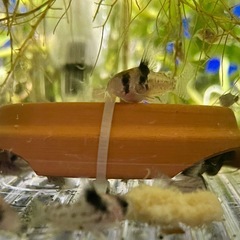 コルレア2匹セット🐟🐟の画像