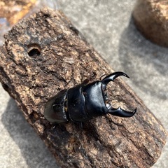 アマミヒラタクワガタペア
