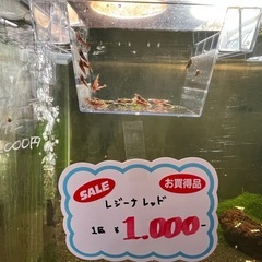 えび&メダカ即売会