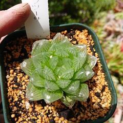多肉植物　ハオルチア（特窓オブツーサ）の画像