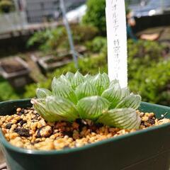 多肉植物　ハオルチア（特窓オブツーサ）の画像