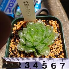 多肉植物　ハオルチア（特窓オブツーサ）の画像