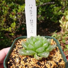 多肉植物　ハオルチア（特窓オブツーサ）