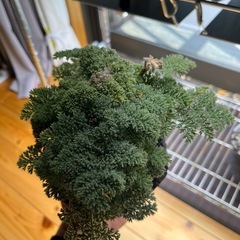 ペラゴニウム トリステ　鉢付きの画像