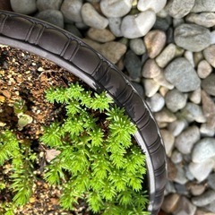セダムの画像