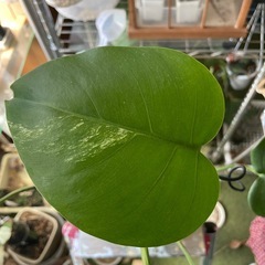 モンステラ　観葉植物　斑入りの画像