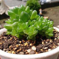 多肉植物　ハオルチアの画像