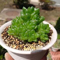 多肉植物　ハオルチアの画像