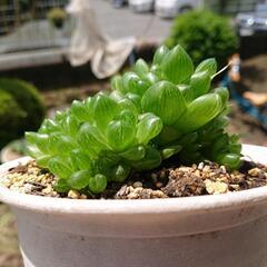 多肉植物　ハオルチアの画像
