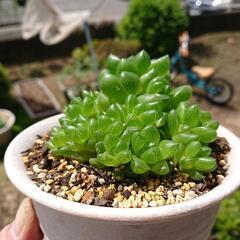 多肉植物　ハオルチア