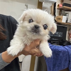 生後約2ヶ月のペキニーズです。