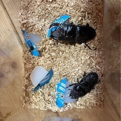 国産オオクワガタペア　ニジイロクワガタ　ヘラクレスオオカブト