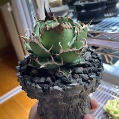 アガベ　シーザー　鉢付き