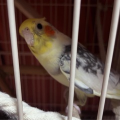 【報酬あり】迷子のオカメインコを探しています − 栃木県