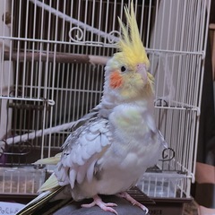 【報酬あり】迷子のオカメインコを探しています - 手伝って/助けて