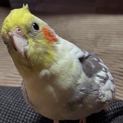 【報酬あり】迷子のオカメインコを探しています - 宇都宮市