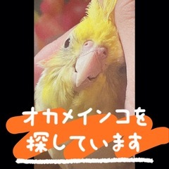 【報酬あり】迷子のオカメインコを探しています
