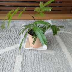 観葉植物　あげます。