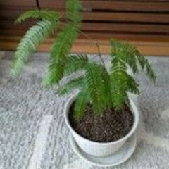 観葉植物　あげます。の画像