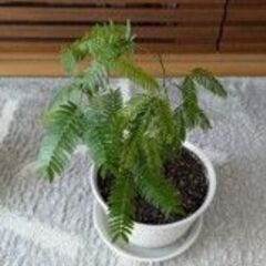 観葉植物　あげます。の画像