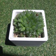 2510035 光るオブツーサ　多肉植物の画像