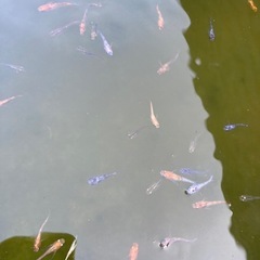 メダカ　成魚40匹　