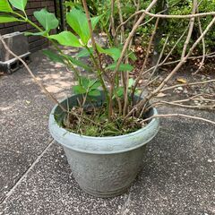 [済][あげます]アジサイ/紫陽花　鉢植え　＃078の画像