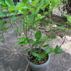 [済][あげます]アジサイ/紫陽花　鉢植え　＃078の画像