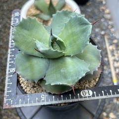 アガベ　イシスメンシス　白銀