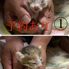 仔猫残り4匹