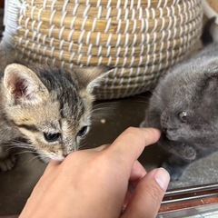 なかよし2匹です◎ - 猫